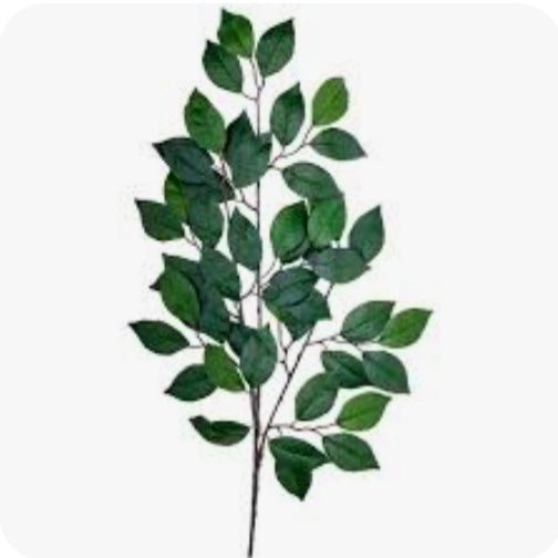 Leaves