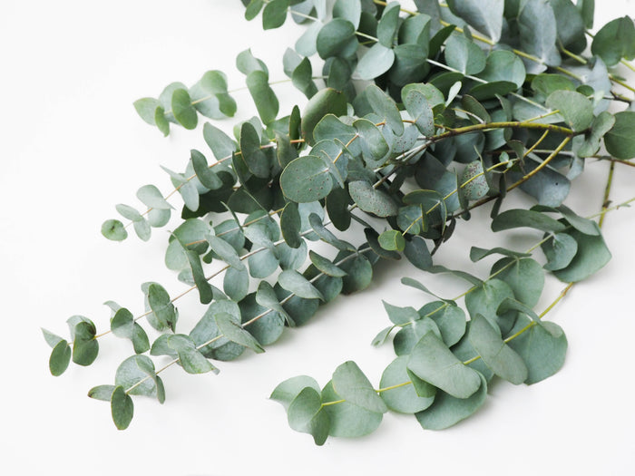 Artificial Plants & Flowers